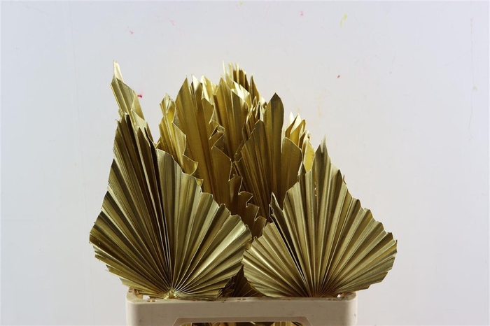 <h4>Dried Palm Spear Xl Gold Ppc</h4>