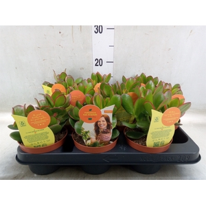 Crassula ovata 'Sunset'