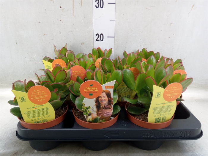<h4>Crassula ovata 'Sunset'</h4>
