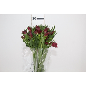 ALSTROEMERIA MARIAN 080 CM VERMELHO