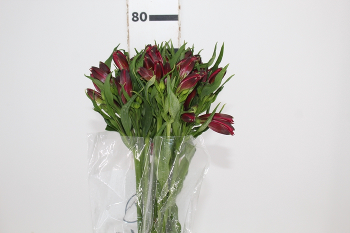 <h4>ALSTROEMERIA MARIAN 080 CM VERMELHO</h4>