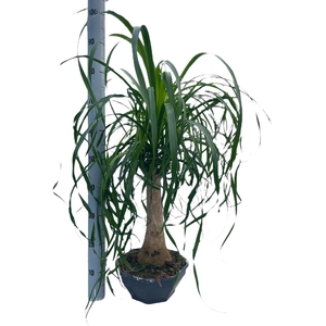 BEAUCARNEA RECUR