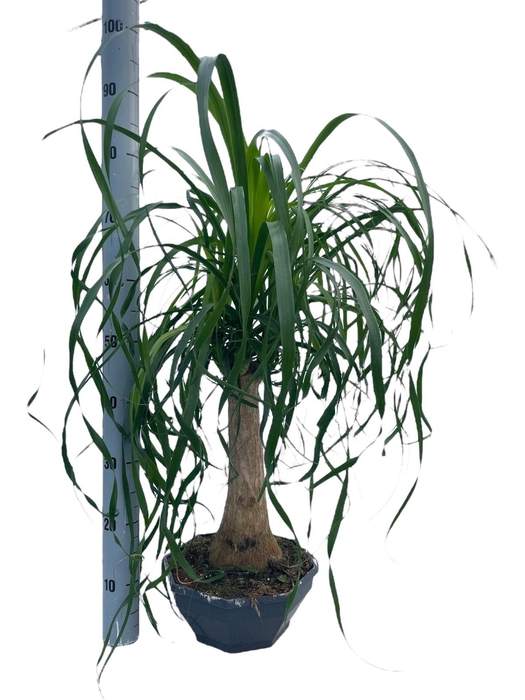 <h4>BEAUCARNEA RECUR</h4>
