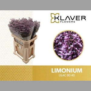 Lim Saf Lilac