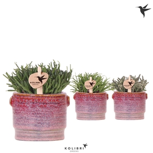 Kolibri Greens Rhipsalis mix in Aura pot
