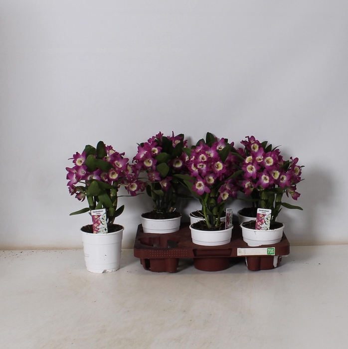 <h4>DEND NOBILE</h4>