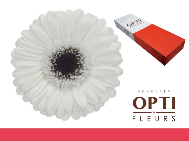 <h4>Germini Lido Doos</h4>