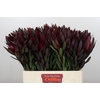 Leucadendron Saf Sunset Dark R.
