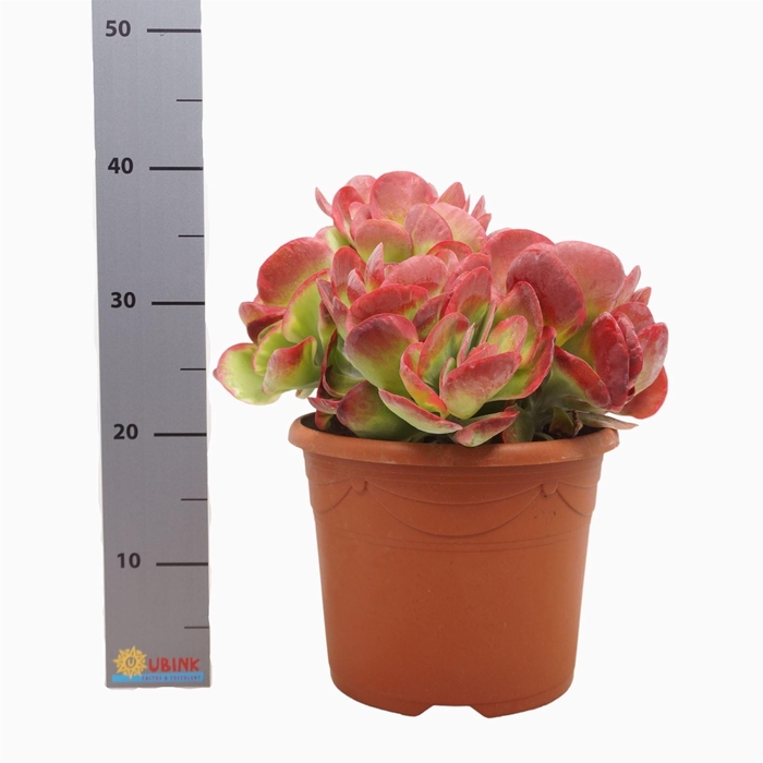 <h4>Kalanchoe NF thyrsiflora 'Red Lips'</h4>