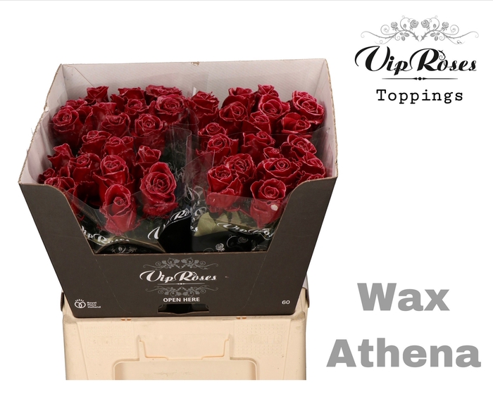 <h4>R GR WAX BORDEAUX (ATHENA) x40 (60cm)</h4>