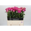 Paeonia Glory Hallelujah