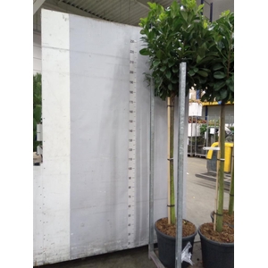 Prunus lauroc. 'Etna'