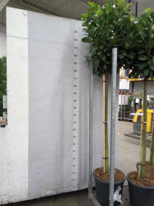 <h4>Prunus lauroc. 'Etna'</h4>