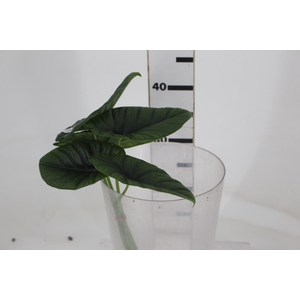 FOLHAGEM ALOCASIA BORNEENSIS 040 CM