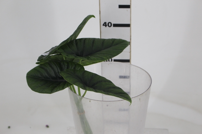 <h4>FOLHAGEM ALOCASIA BORNEENSIS 040 CM</h4>