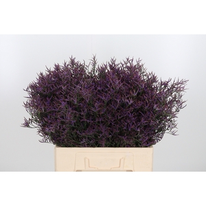 Lim Safora Dark Blue