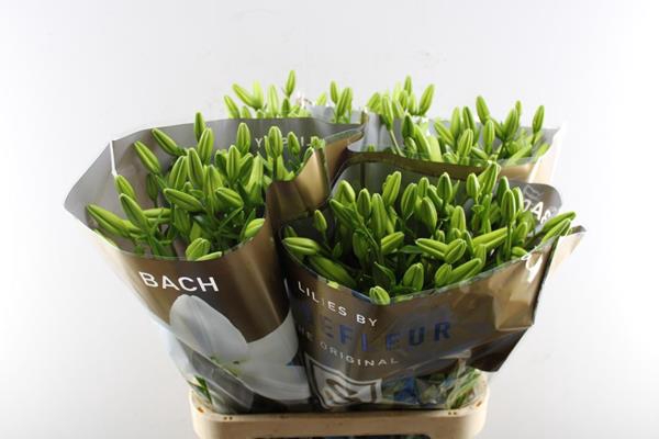 <h4>Li La Bach (wit) 95/5 Kop</h4>