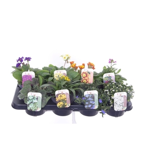 Vaste planten mix in tray