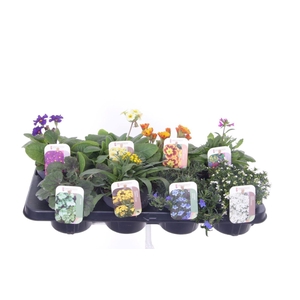 Vaste planten mix in tray