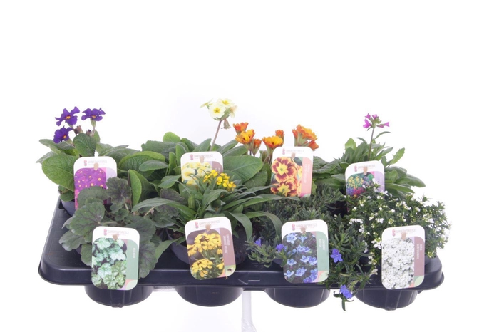 <h4>Vaste planten mix in tray</h4>