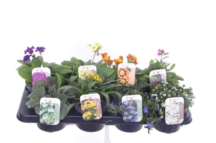<h4>Vaste planten mix in tray</h4>