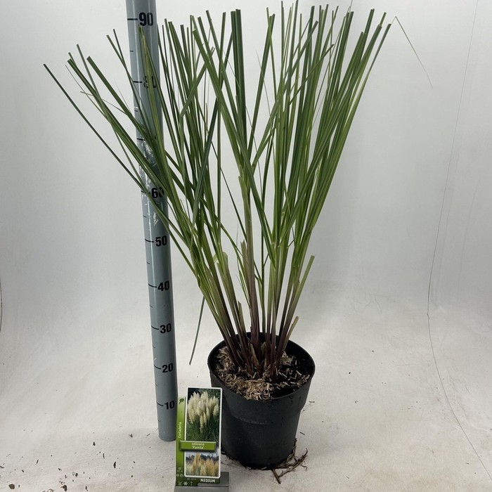 Cortaderia selloana Pumila