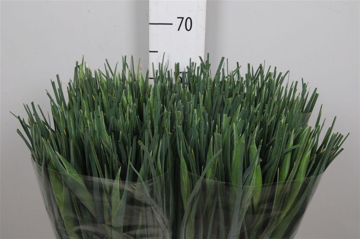 <h4>Iris Apollo</h4>