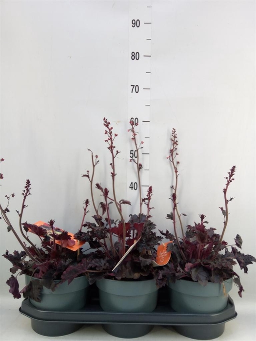 <h4>Heuchera   ...</h4>