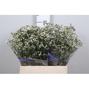 Lim Sin White Lace (parfumed)