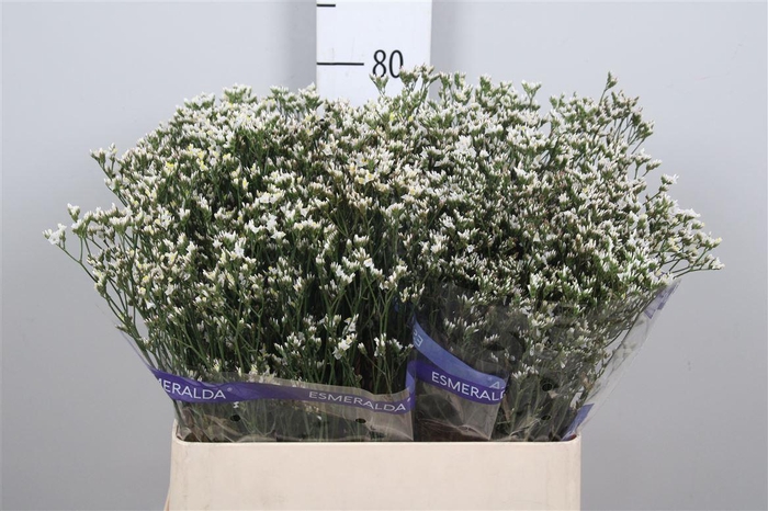 <h4>Lim Sin White Lace (parfumed) (box)</h4>