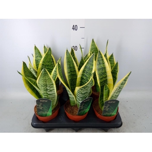 Sansevieria trifa. 'Futura Superba'