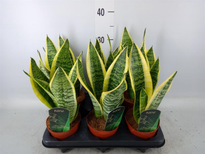 <h4>Sansevieria trifa. 'Futura Superba'</h4>
