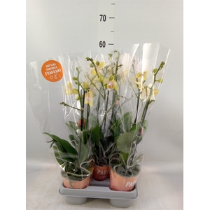 Phalaenopsis  'Bolgheri Lemon'