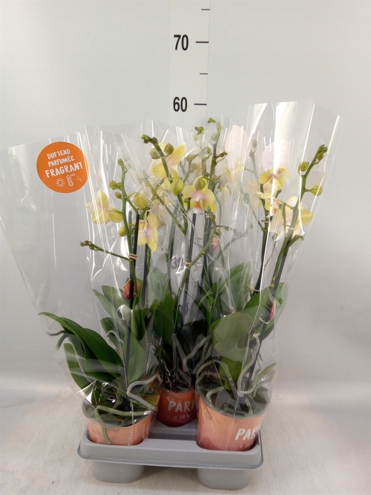 <h4>Phalaenopsis  'Bolgheri Lemon'</h4>