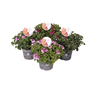 Pelargonium Pelargonium Grandifloru