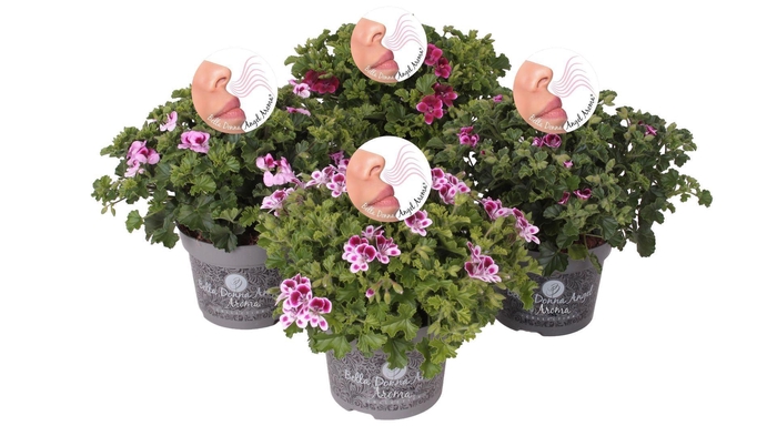 <h4>Pelargonium Pelargonium Grandifloru</h4>