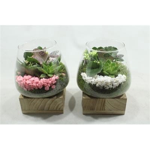 4576 GLAS OP HOUT VOET RO/WIT