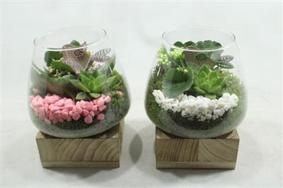 <h4>4576 Glas Op Hout Voet Ro/wit</h4>