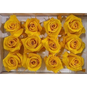 Ro Pres Mini Yellow Gold