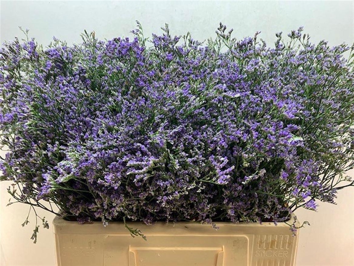 <h4>LIM MAINE BLUE</h4>