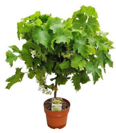 <h4>Vitis Vinifera Moscatel Stem</h4>