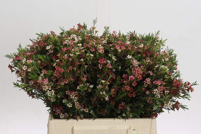 <h4>Chamelaucium My Sweet 16</h4>