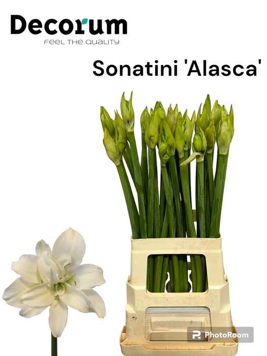 Sonatini Alasca 865
