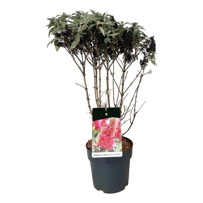<h4>Buddleja d. B. Candy Little Ruby</h4>