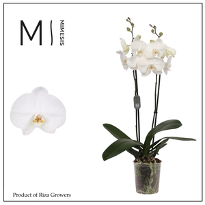 Phalaenopsis Ural 2 spike - 12cm | Mimesis
