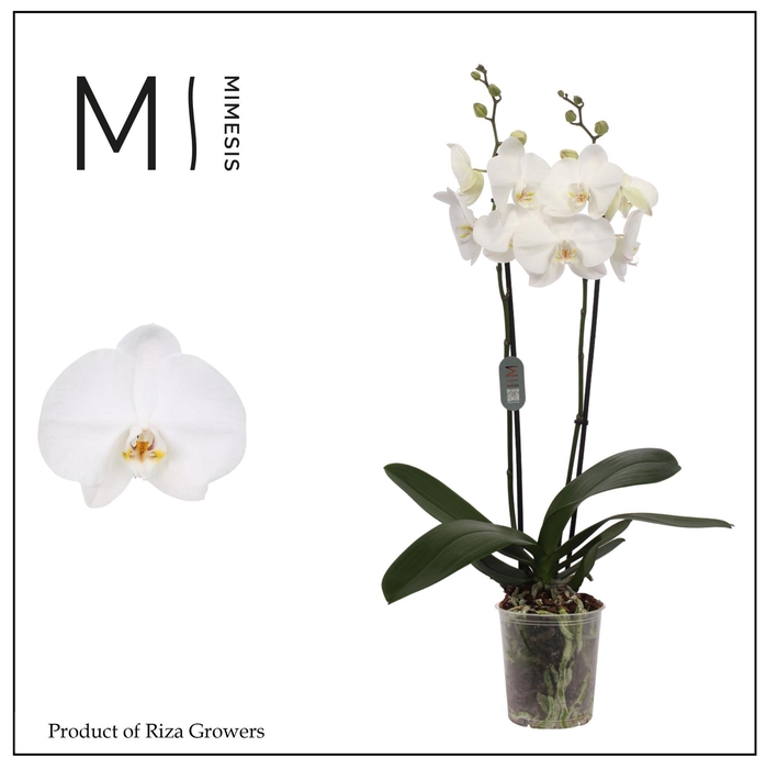 <h4>Phalaenopsis Ural 2 spike – 12cm | Mimesis</h4>