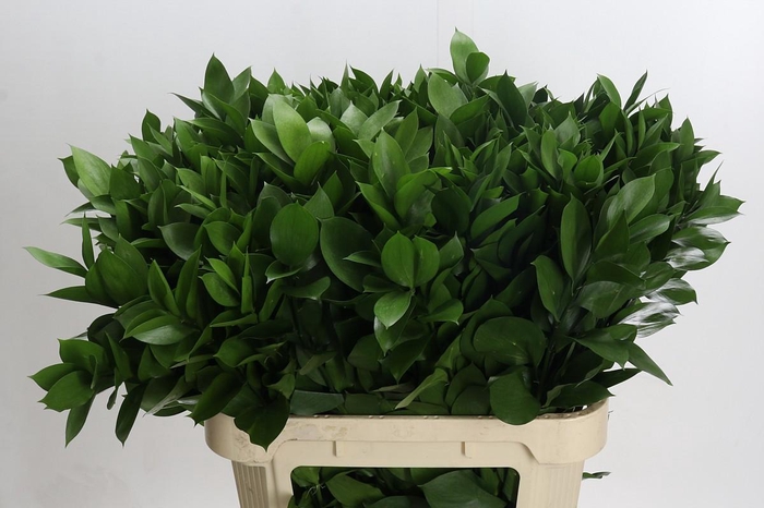 <h4>Ruscus Hypophyllum</h4>