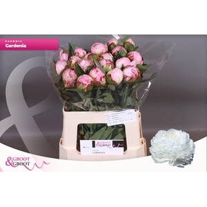 Paeonia Gardenia | XXL
