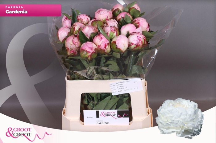 <h4>Paeonia Gardenia | XXL</h4>