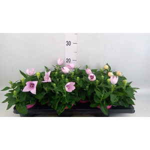 Platycodon grand. 'Astra Pink'